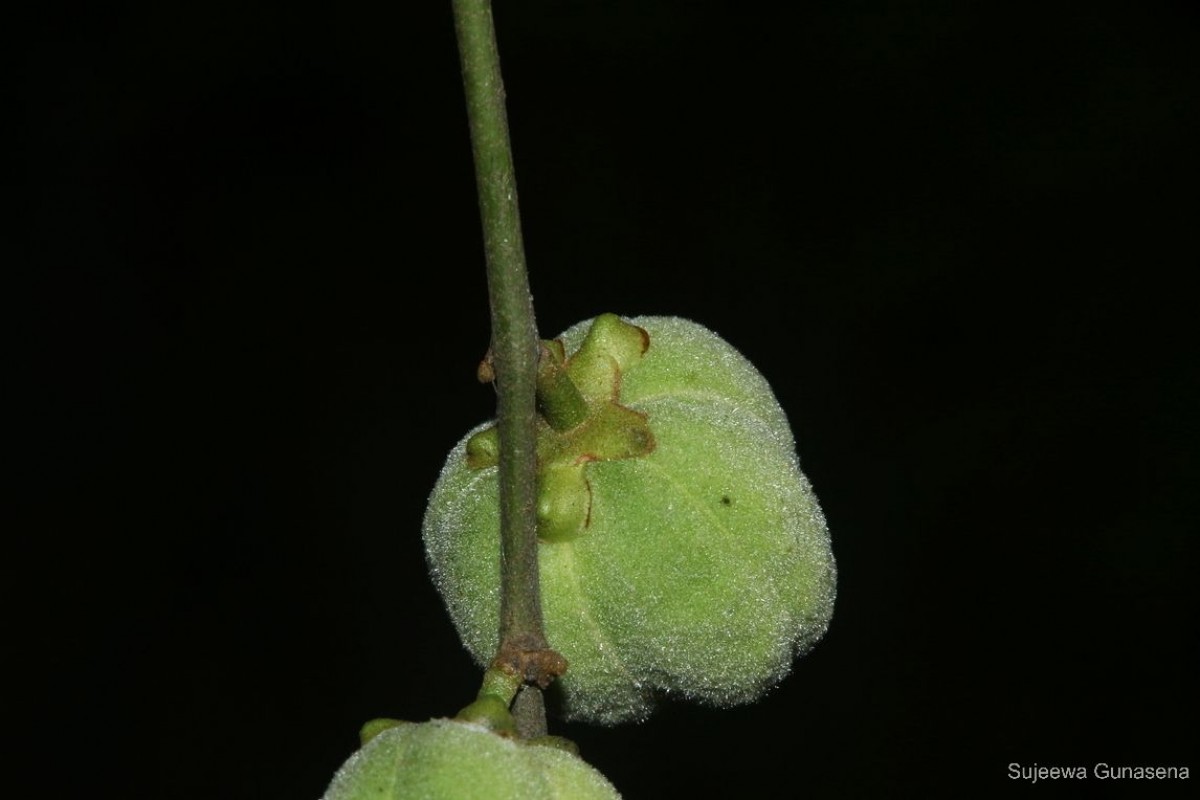 Paracroton zeylanicus (Müll.Arg.) N.P.Balakr. & Chakr.